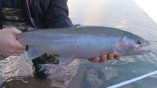 Steelhead amp Beads on the Shoreline Bounce  Boatless Angler [upl. by Eelik189]