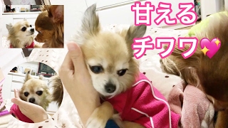 甘える姿がすごく可愛いチワワです。The chihuahua which is a mollycoddle [upl. by Yentterb31]