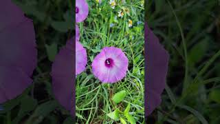 Bees working Saltmarsh Morning Glory Ipomoea sagittata [upl. by Aisatal]