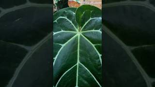 Anthurium Magnificum hybrid anthurium anthuriumcrystallinum shorts [upl. by Nordek957]