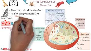 THROMBOCYTES  Plaquettes [upl. by Lody]