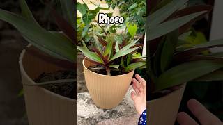 Rhoeo plant care  Rhoeo plant update mygardenstories [upl. by Renruojos]