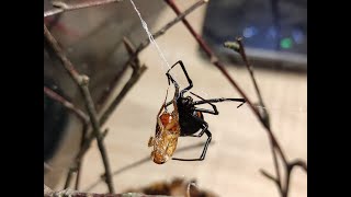 Latrodectus Menavodi black widow spider feeding [upl. by Burack]