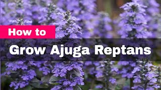 How to Grow Ajuga Reptans Bugleweed a Perennial Flower and Fast Growing Ground Cover [upl. by Midas108]