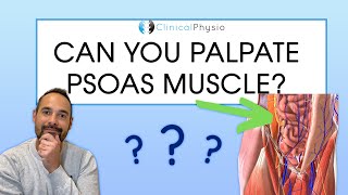 Can You Palpate The Psoas Muscle Expert Physio Reviews [upl. by Winer]