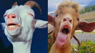 Most Funny Goat Screaming Sound 🐐😂 Goats Yelling Like Humans Compilation [upl. by Schlenger]