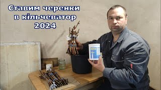 Ставим черенки в кільчеватор 2024 [upl. by Nosnev297]