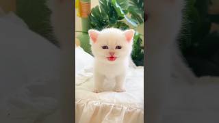 Cat 🐈 amp cute baby 🐥 laughing video funnyvideo cutebaby comedy laugh shorts [upl. by Akirahc6]