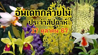 อัพเดทกล้วยไม้ประจำสัปดาห์ 17 ตุลาคม 67quot กล้วยไม้สวยๆออกดอกแล้วquot [upl. by Harwilll]