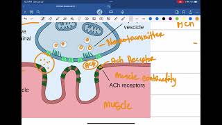 MYASTHENIA GRAVIS [upl. by Claretta]