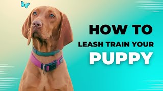 Loose Leash Walking 101 Tips to Curb Your Dog’s Pulling Instinct [upl. by Tnilf]