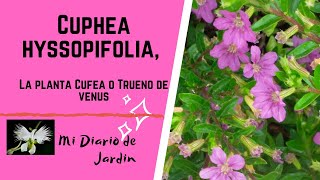 Cuphea Hyssopifolia cuidados cultivo Erica Trueno de venus mi diario de Jardin [upl. by Muslim]