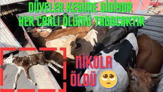 KATLİAM Günü  Düveler Kesime Gitti  Tırda Doğan Buzağımız Öldü  Çiftlik Vlog  Elle Sağım [upl. by Saberio887]