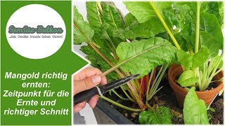 Mangold 🥬 richtig ernten 📥 Zeitpunkt für die Ernte und der richtige Schnitt ✂️ [upl. by Nwotna]