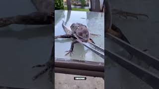 frilled neck lizard🦎 video facts 😱 shorts [upl. by Carew8]