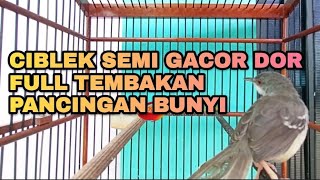 CIBLEK SEMI GACOR FULL TEMBAKAN PANCINGAN BUNYI [upl. by Atekin]