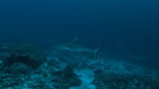 Sharks attack a group of fish [upl. by Juline183]