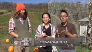 Bertani di Amerika 3  Warung VOA [upl. by Quiteria956]