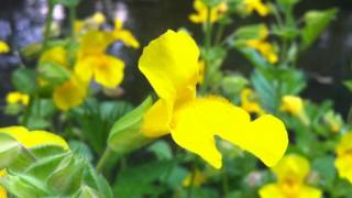 Common MonkeyFlower Mimulus Guttatus  20120702 [upl. by Nylitsirk]