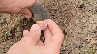 Garlic  Planting Next Years Crop  Bogatyr and Russian Red [upl. by Krakow217]