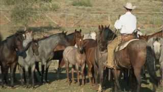 Tongue River Ranch  American Quarter Horse Program [upl. by Isman]