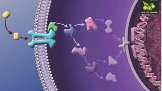 Transmembrane Signaling Mechanisms [upl. by Nipsirc389]