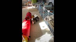 My piggies looking forward their free roam time everyday guineapig guineapiglife [upl. by Atenahs]