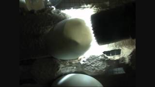 Duck Eggs 2012  Day 27 of Incubation Eggs externally pipped [upl. by Novert]