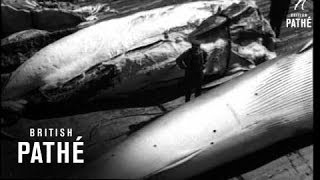 Whaling 19401949 [upl. by Barthelemy330]