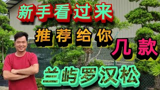 羅漢松推薦幾款蘭嶼羅漢松給你 [upl. by Drannek]