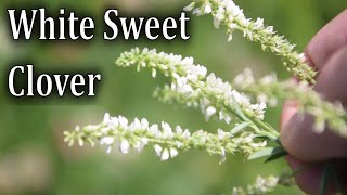 How To Identify White Sweet Clover Melilotus alba [upl. by Willner]