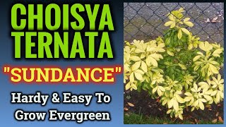 Choisya Ternata quotSundancequot  How To Care For This Reliable Evergreen [upl. by Oicnevuj]