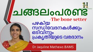 changalamparanda  ചങ്ങലംപരണ്ട Bone setter  Dr Jaquline [upl. by Moyna36]