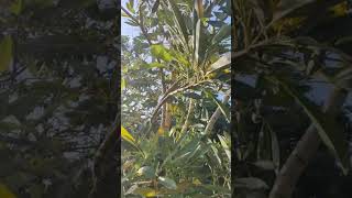 Tabebuia aurea flora plants flowers tanaman pohon viralvideo [upl. by Eerej]