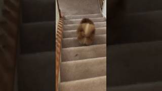 Pomeranian vs stairs and barking adorable sounds [upl. by Dlarrej793]