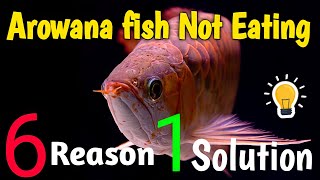 Why Arowana fish not eating food Reason and solution In Tamil Rubeshs Aquarium [upl. by Aniakudo]