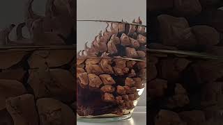 Why do pine cones close in waterbotany biology scienceexperiment scienceforkids homeschooling [upl. by Odraner704]