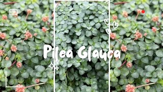 pilea glauca💚Silver Sparkle💚 [upl. by Dove327]