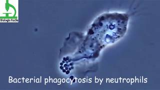 Amazing video  Bacterial Phagocytosis by Macrophages and Neutrophils [upl. by Henghold]