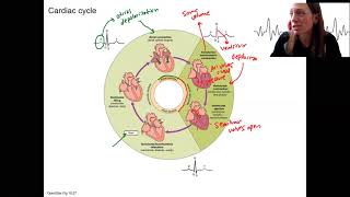 52 cardiac cycle [upl. by Burkley983]