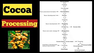 Cocoa processing Food science and technology icar net [upl. by Pass811]