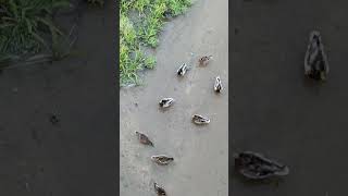 Patos y gallinetas en el río birds aves nature wildlife [upl. by Ketchum903]