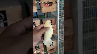 Creamino lovebirds  creamino opaline lovebird  Lutino opaline working aqua opaline lovebird price [upl. by Barbabra]