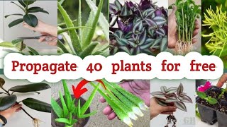 🔴40 plants that you can grow from cuttings  Multiple your plants For free [upl. by Maxine239]