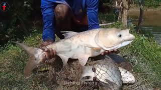 Net Fishing Mastery in Village Pond  Unbelievable Big Fish Catches [upl. by Dachi]