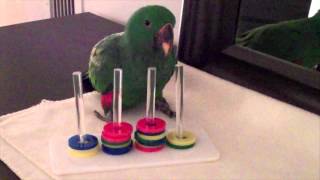 Jasper Eclectus Parrot Ring Trick [upl. by Arakihc]