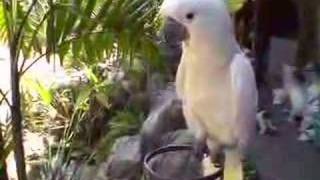 Talking to a YellowCrested Cockatoo [upl. by Ysnat]