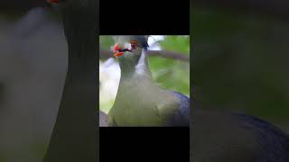 Crested turaco bird CallingNaturezn9vb [upl. by Sanborn747]