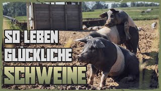 Schweinehaltung ohne Stress und Tiertransport  Dokumentation SizzleBrothers [upl. by Weintrob890]