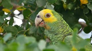 Yellowshouldered Parrot Amazona barbadensis foraging  Rincon Bonaire Netherlands 26112021 [upl. by Aimek400]